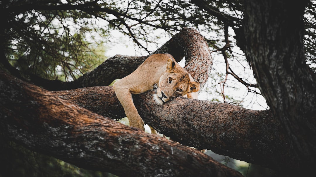 Solo Female Travel: Safety Tips and Inspiring Destinations